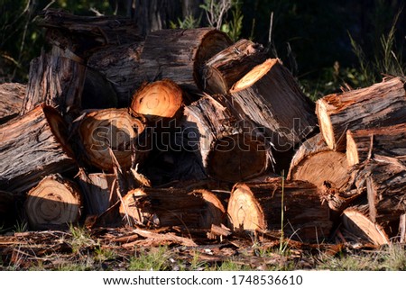Pile of chainsawed wooden gum tree logs with rough bark ready to be chopped for firewood