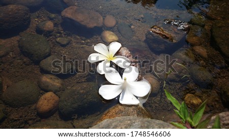 White Frangipani flowers Floating on the water surface There is a little sunshine. Shining on the surface of the water and flowers