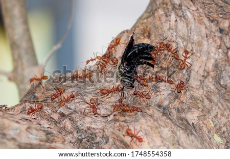 Many ants are dragging insects and eating, concepts of unification.