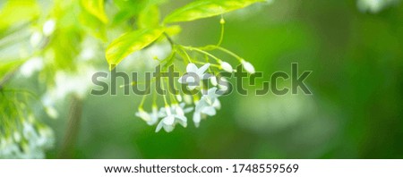 Orange jasmine flower and green leaves on branch tree. Nature texture for web banner.