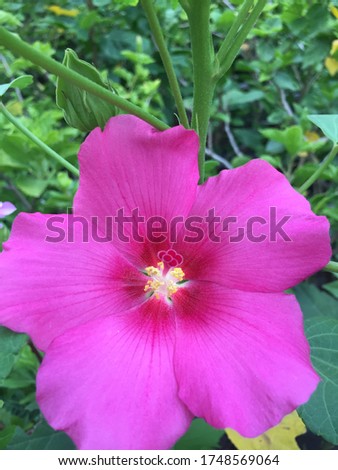 Beautiful Pink Flower, Hibiscus Mutabilis Rubrum, Single Confederate Rose, Dixie Rosemallow, Cotton Rosemallow 