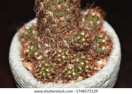 Tiny Cactus Plant for interior decoration
