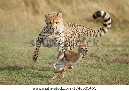 Young Cheetah cub chasing a baby Thompson's Gazelle learning to hunt Masai Mara Kenya Royalty-Free Stock Photo #1748583461