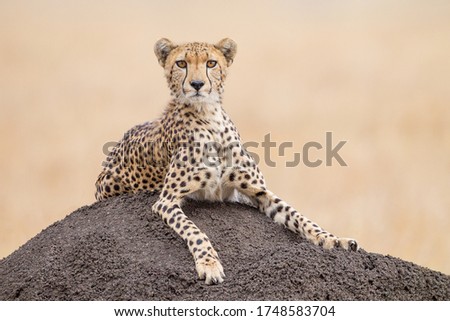 One alert adult female Cheetah resting on a termite mound in the Masai Mara Kenya