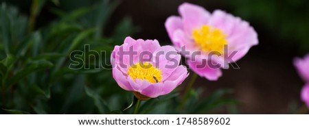 Banner beautiful pink peonies in the garden. Pink peony with a shaggy center of yellow.  Floral background.  Selective focus.  Shallow depth of field. Full Bloom trend. 
