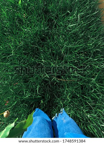 Green grass seamless texture in Thailand