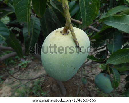 These mangoes picture taken from north east Indian continent.