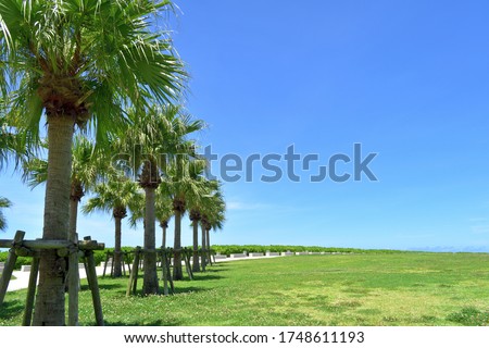Palm trees lined up against the blue sky in midsummer / Okinawa Prefecture
