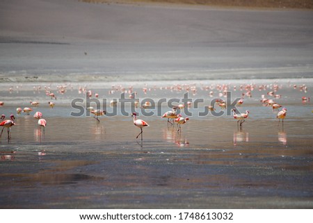 Flamingos in a volcano lagoon. Volcano Cerro Galán. Rock formations and natural landscape of the Puna highland. Catamarca province, Argentina. 