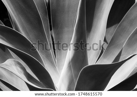 A black and white close-up of the Agave Attenuata plant's fleshy leaves in the Botanical Gardens of Sydney