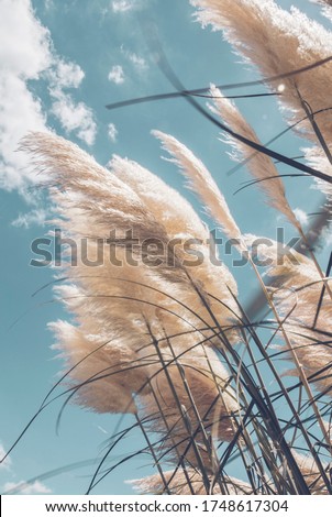 Pampa grass with light blue sky and clouds