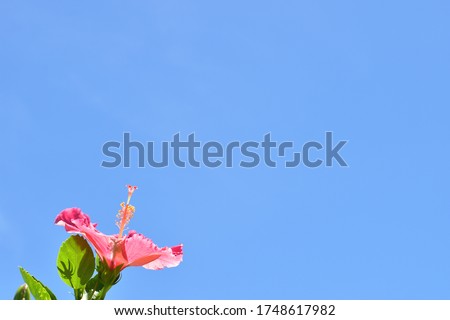 A single hibiscus looking up at the blue sky / Okinawa Prefecture