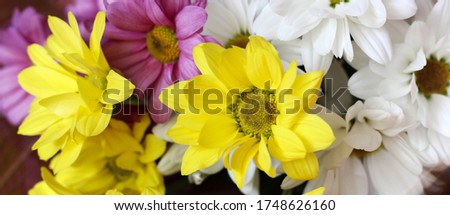 Colorful spring flowers, nature. Summer beautiful bouquet. Yellow, pink and white colors.