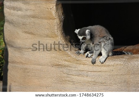 a ring-tailed lemur sitting on the tree