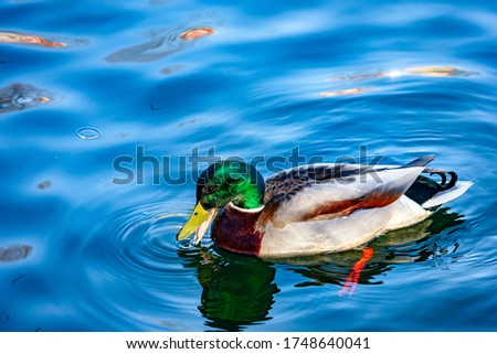 Wild duck Mallard swims on the lake.
