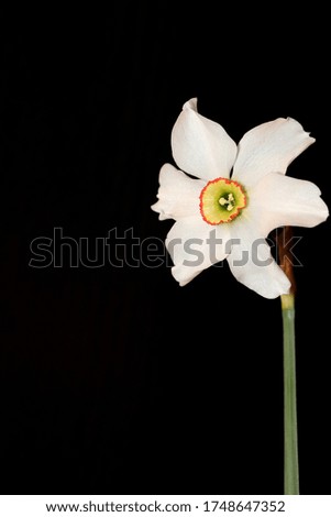 White daffodil on a black background. Template for greeting card.
