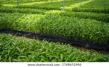 Fresh organic green vegetable background. picture used for clean healthy food backdrop.