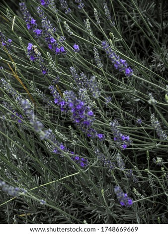 Heather flower and green grass blur texture