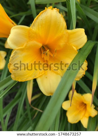 This is a picture of yellow flowers