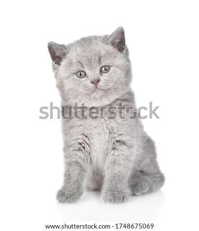 Gray kitten sits in front view and looks at camera. isolated on white background