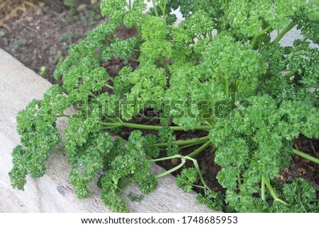 Bunch of green leafy parsely plant Royalty-Free Stock Photo #1748685953