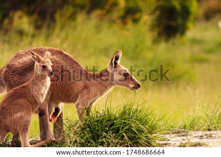 Mother and joey eastern grey kangaroo enjoying the last long grasses of the fertile seasonal rains