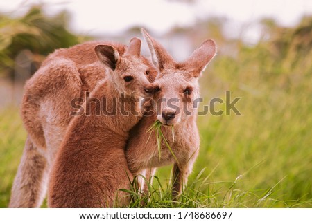 Mother and joey eastern grey kangaroo, mother eating grass and joey affectionately nudging her