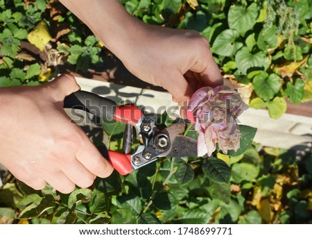 A gardener is deadheading roses, spent or withered flowers using pruning shear to encourage further blooms in summer. Royalty-Free Stock Photo #1748699771