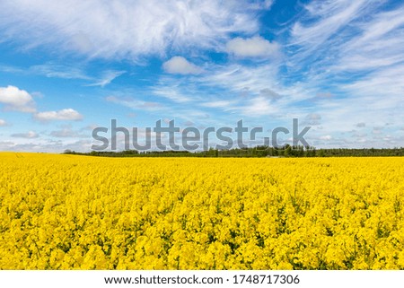 Bright yellow flowering oilseed rape field on a sunny day. Blue sky. Food plant. Plant for biofuel production. Latvia
