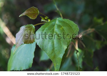 Leaf of the Poplar tree. Green nature background. Green leaf. Royalty-Free Stock Photo #1748725523