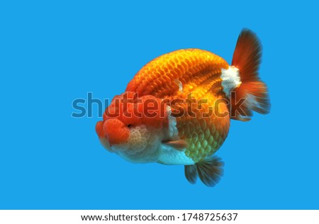 Colorful of goldfish in fish tank. Carassius auratus, The Golden Lionhead goldfish is one of the most popular ornamental fish.