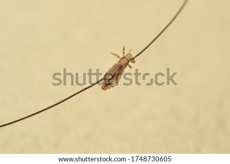 Insect lice crept on a hair,  isolated on white background. Head lice are tiny, parasitic insects that live on the scalp, usually on young children.