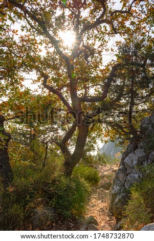 Autumn oak forest on a bright Sunny day, the Sun's rays break through the leaves. Mountain autumn landscape. Beauty of the forest. Warm sunny day. Indian summer.