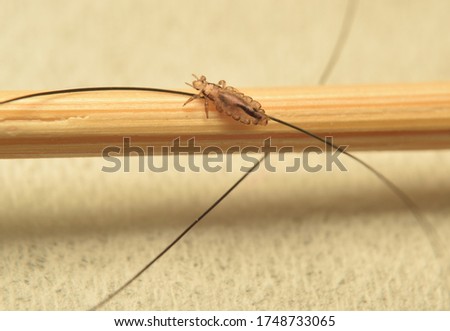 Insect lice crept on a toothpick,  isolated on blur background.