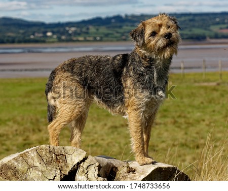 Border Terrier. Dog, blue and tan,standing on log in field.