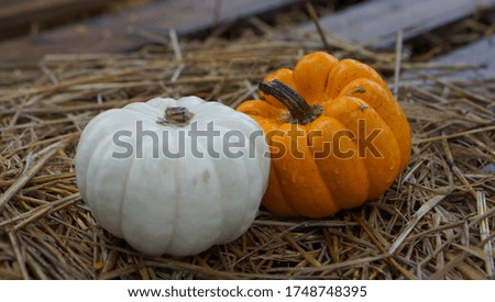 White and orange pumpkins on dry straws and wood