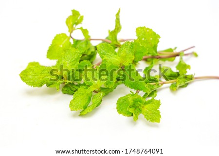 Fresh mint leaf photography with white background. 