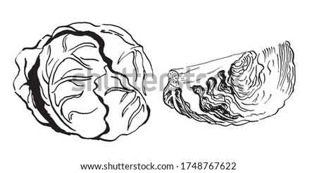 head and a section of cabbageset of vector sketches. Hand drawn illustration isolated