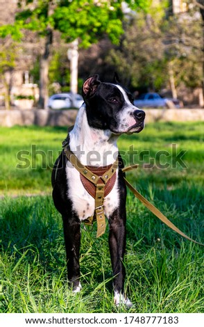 Pit bull terrie for a walk in the park. Dog close up. Dog for a walk in the park
