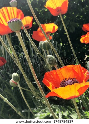 A vivid and beautiful red poppy image