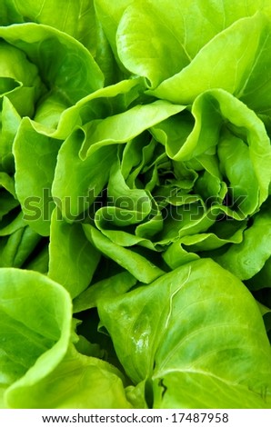 Vertical photo of greenleaf lettuce at local Virginia farm market