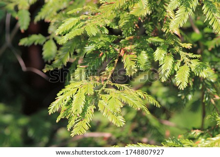Branch of evergreen Sequoia (Sequoia sempervirens)