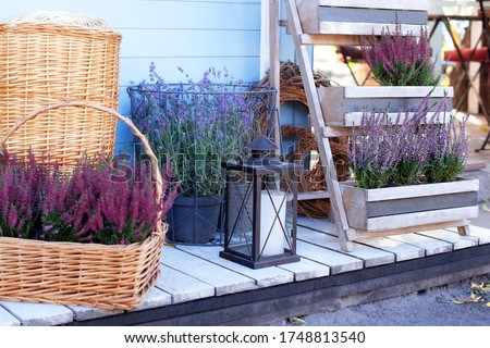 Blooming heather Calluna vulgaris and lamp with a candle in backyard in autumn. Decor terrace of countryhouse. Gardening concept. Ornamental garden flowering plant in garden. Rustic. Lavender in pots Royalty-Free Stock Photo #1748813540