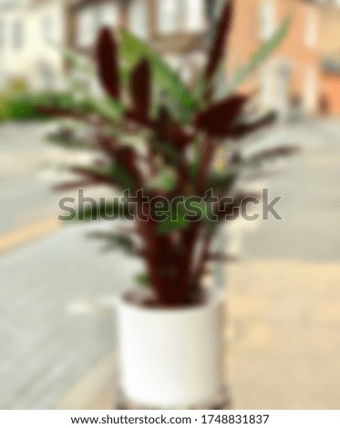 Potted plant in office. Natural concept at working. Blurry background.