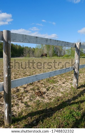 

horse graze in the meadow
