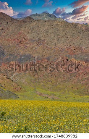 Rare spring rain storm in Death Valley California brings wildflowers and a salt lake
