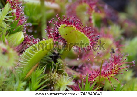 Close up of venus fly trap with water drops