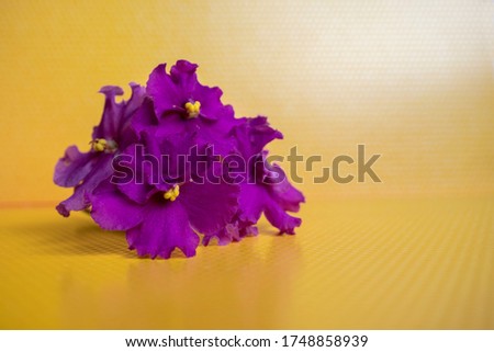 Beautiful purple violet on a yellow background. Colorful greeting card for birthday, Mother's Day, March 8. Horizontal image with copy space.