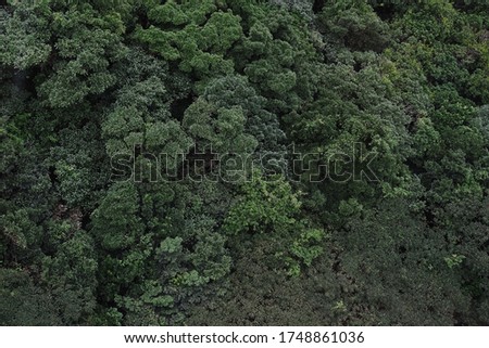 Top view of the trees and trail from the Ngong Ping cable car (Hong Kong).