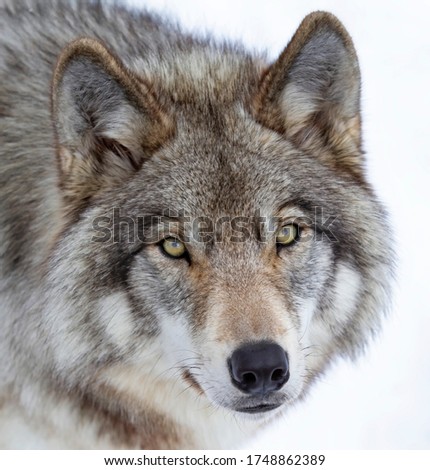 Timber wolf or Grey Wolf portrait closeup with direct eye contact isolated on white background in winter snow in Canada